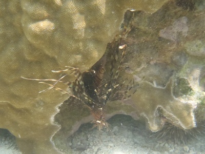沖縄磯採集2013年5月下旬12　ハナミノカサゴ（Pterosis volitans）