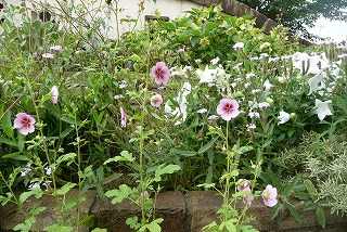 P1050281ss.jpg