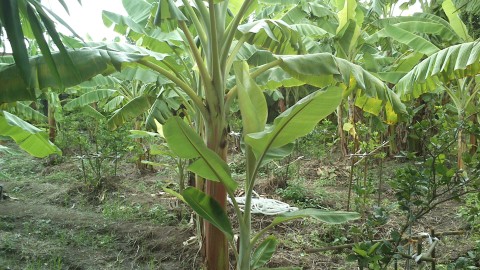 sDSC_0009.jpg