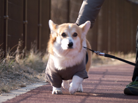 はな