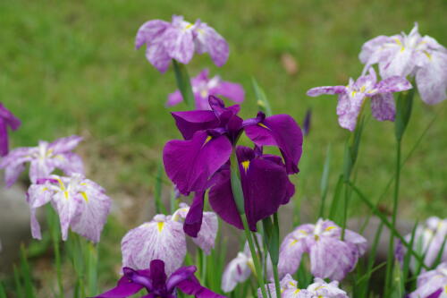 浜離宮恩賜庭園の花菖蒲