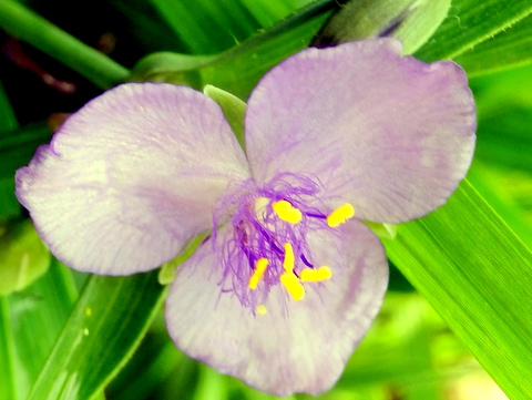 ムラサキツユクサの花