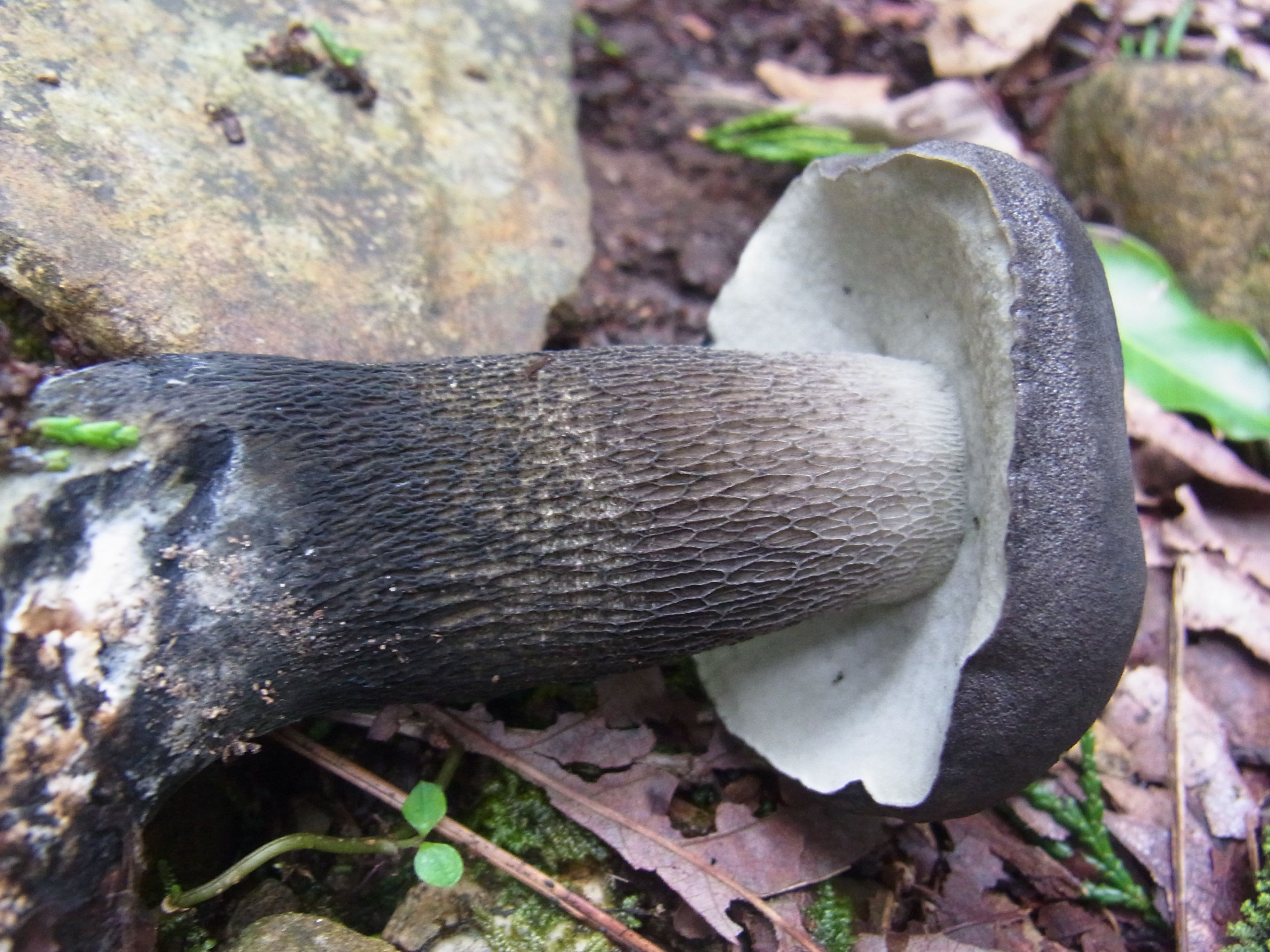 オオクロニガイグチ Tylopilus alboater | 夢みるきのこ - 楽天ブログ