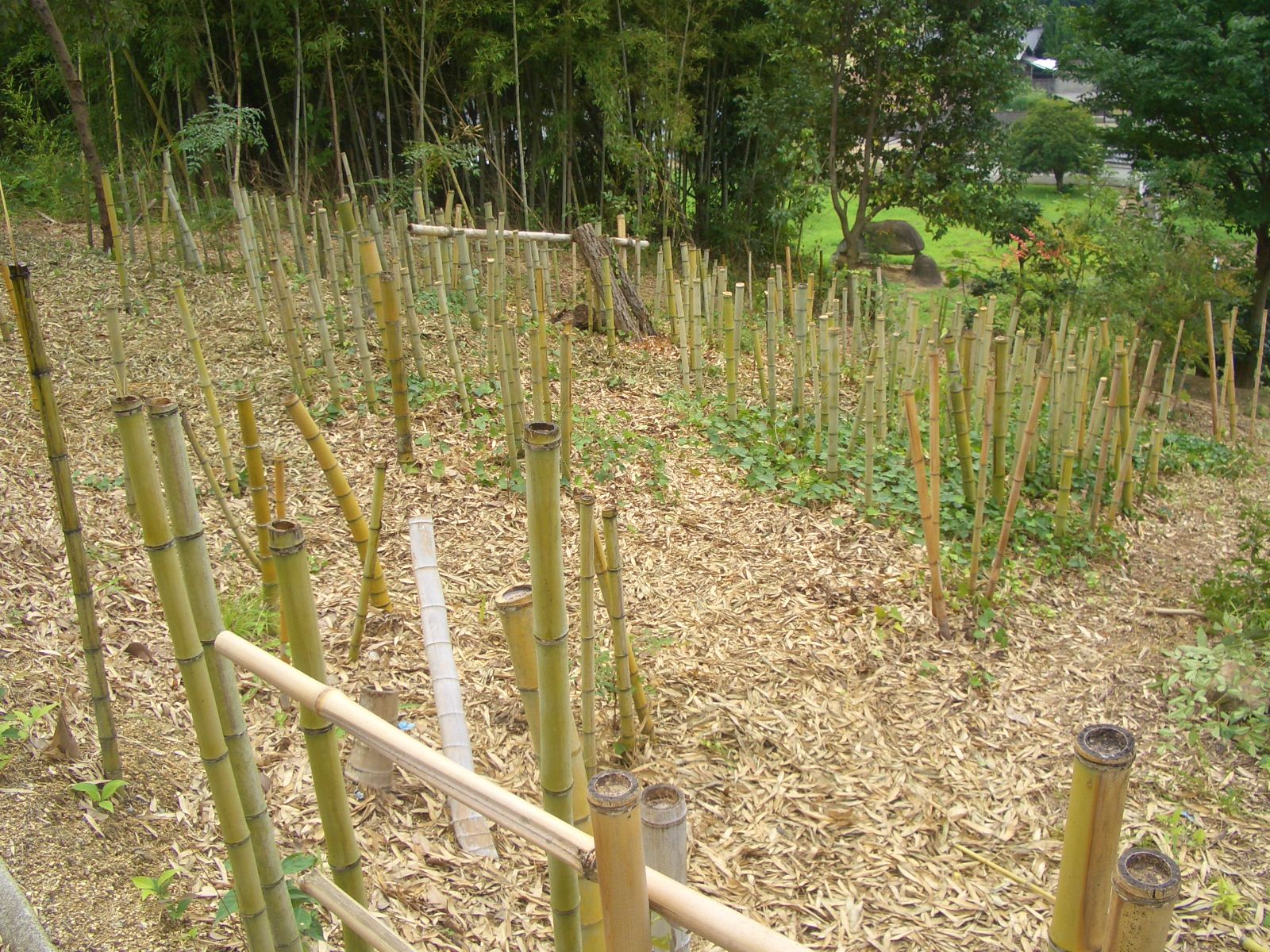 竹を枯らす方法、最終はコレ 古民家ライフスタイル 楽天ブログ