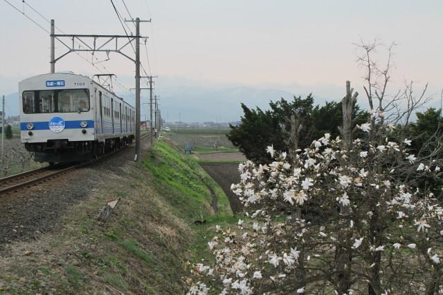 春の花咲く 弘南鉄道 弘南線 2