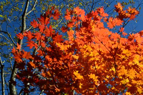 高瀬入りの紅葉.jpg
