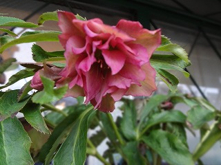DSC00082.jpg