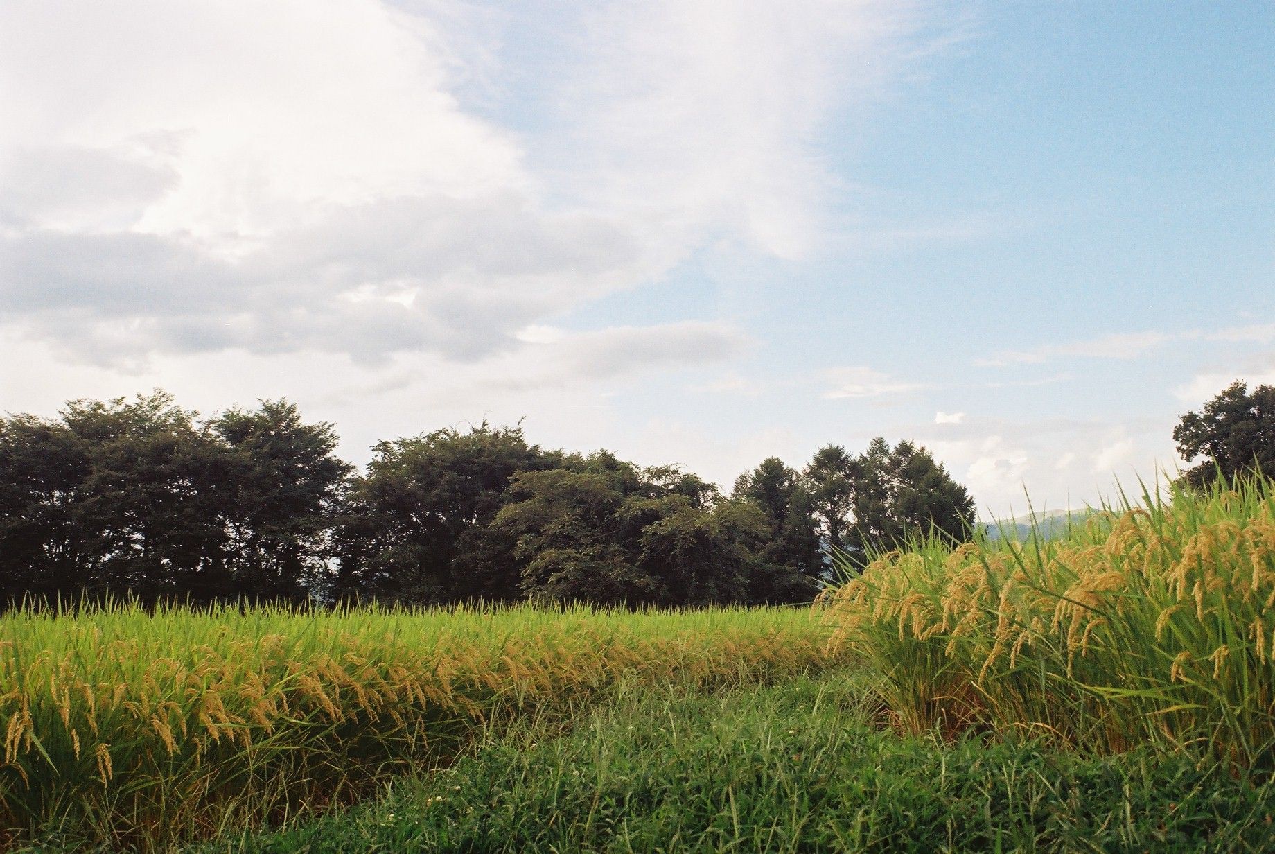 イスコ・ゲッチンゲン(Isco Göttingen)のトリプレット標準レンズ