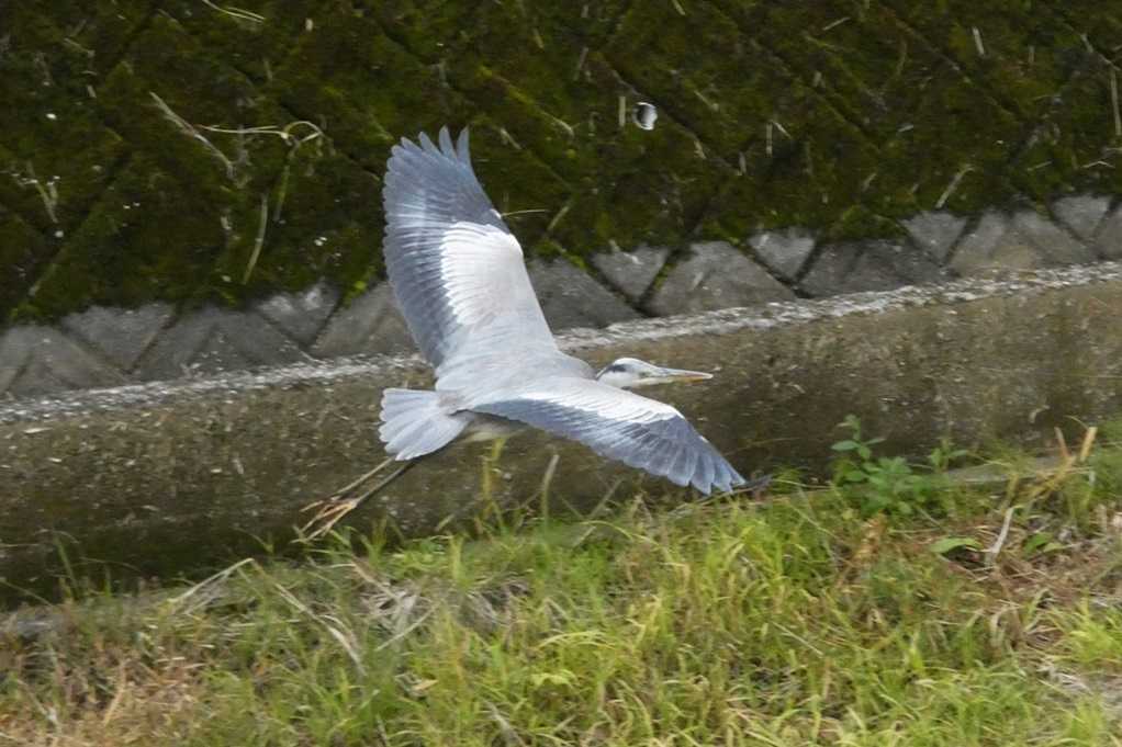 515