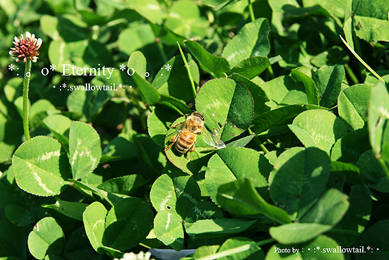 Photo by swallowtail　B.jpg