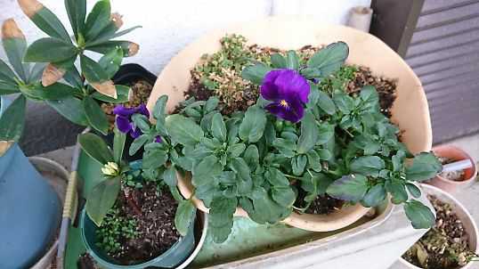 沈丁花の挿し木苗と 寄せ植えもどき 千鶴の遊び場 楽天ブログ