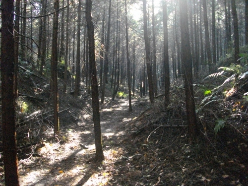 徳次郎城本丸空堀 (500x375).jpg