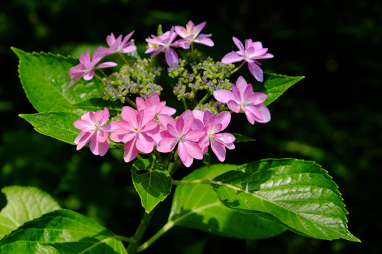 2016 06 06_6470.jpg