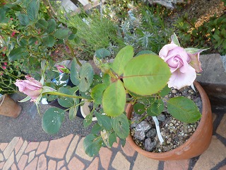 P1050507ss.jpg