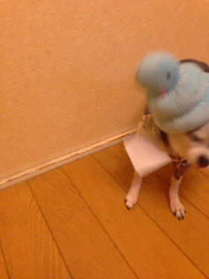 やめて