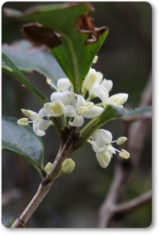 自宅の庭-11 ヒイラギ 13.12.9