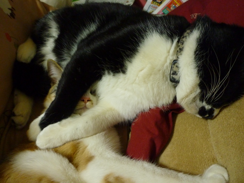 P1040113 (800x600).jpg