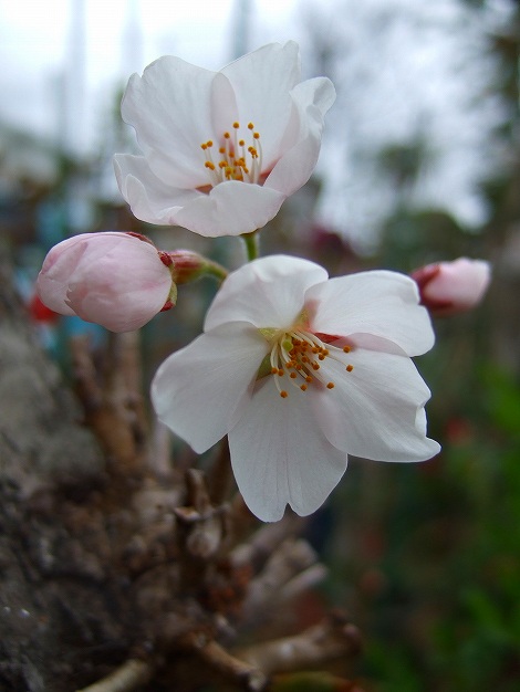 ソメイヨシノ　桜