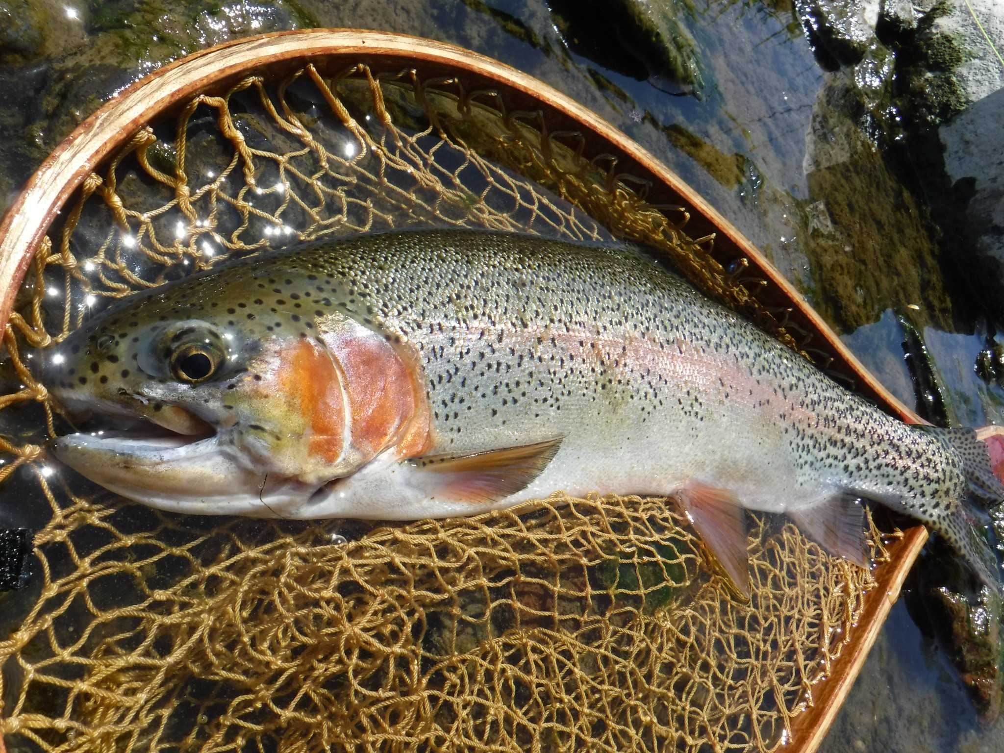 6/25 常呂川 ラッキー7な魚 | flyfisher J の I LOVE 虹鱒 in