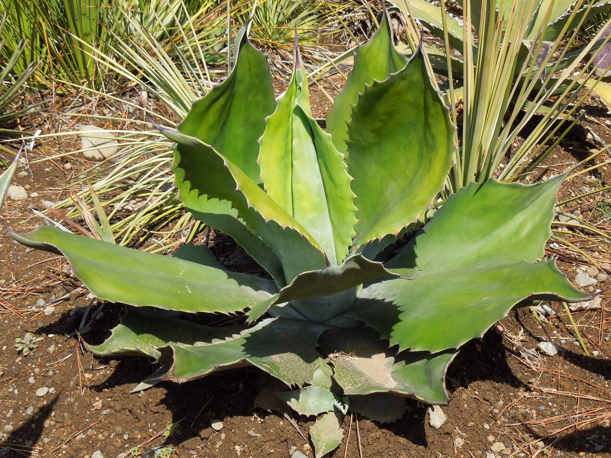 Amazon.co.jp: Agave salmiana v.feroxCrazy Horse アガベ