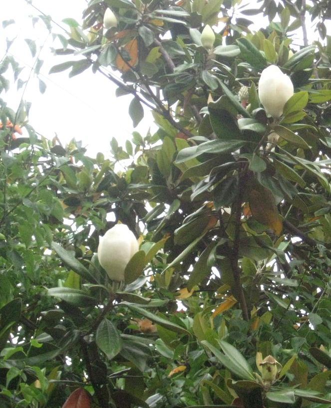 泰山木の花