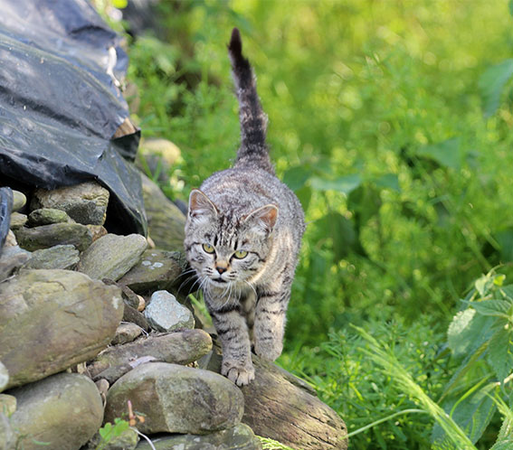 我が家のニャンコ♪2014/04/28-3