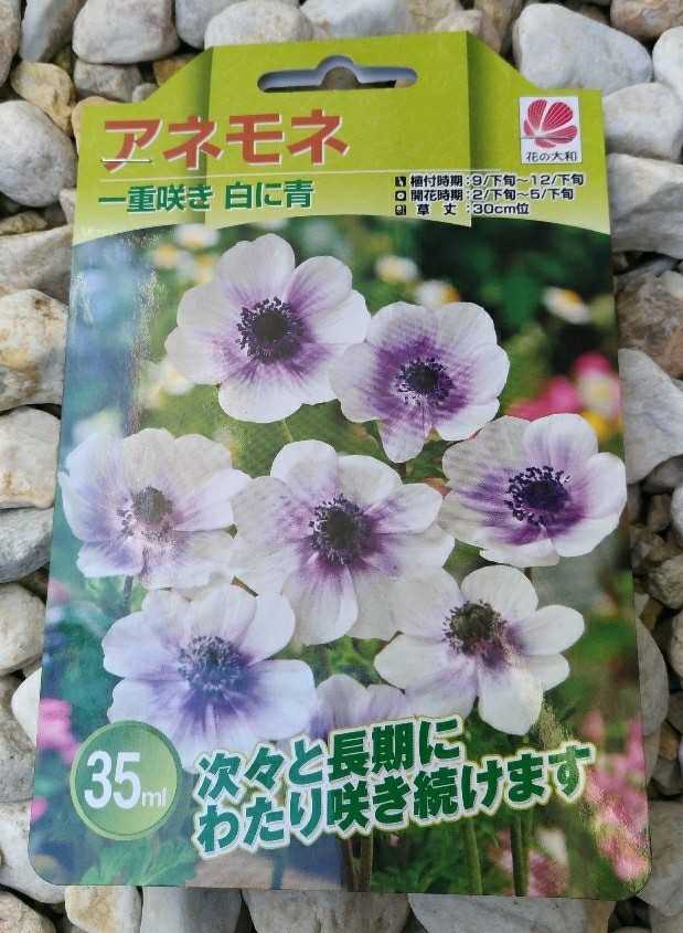 タキイ種苗 球根 アネモネ フルゲンス タキイ種苗 球根 アネモネ フルゲンス