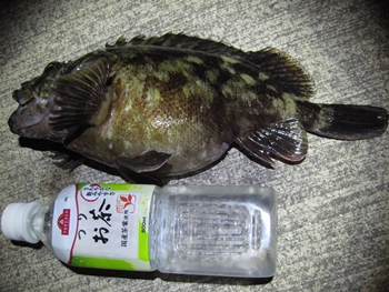 尺ガシラ１