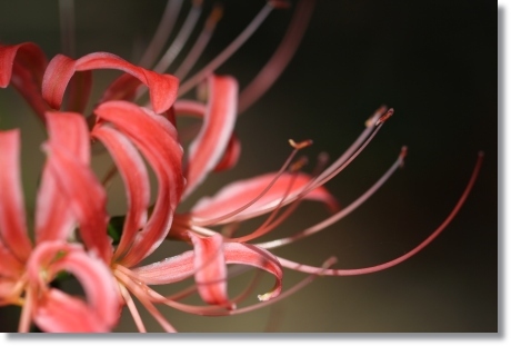 狐山古墳-21 ヒガンバナ-21 13.9.24