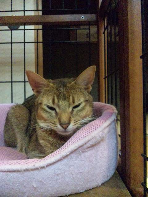 ネムネム
