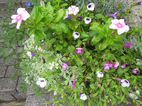 花１１寄せ植え.jpg