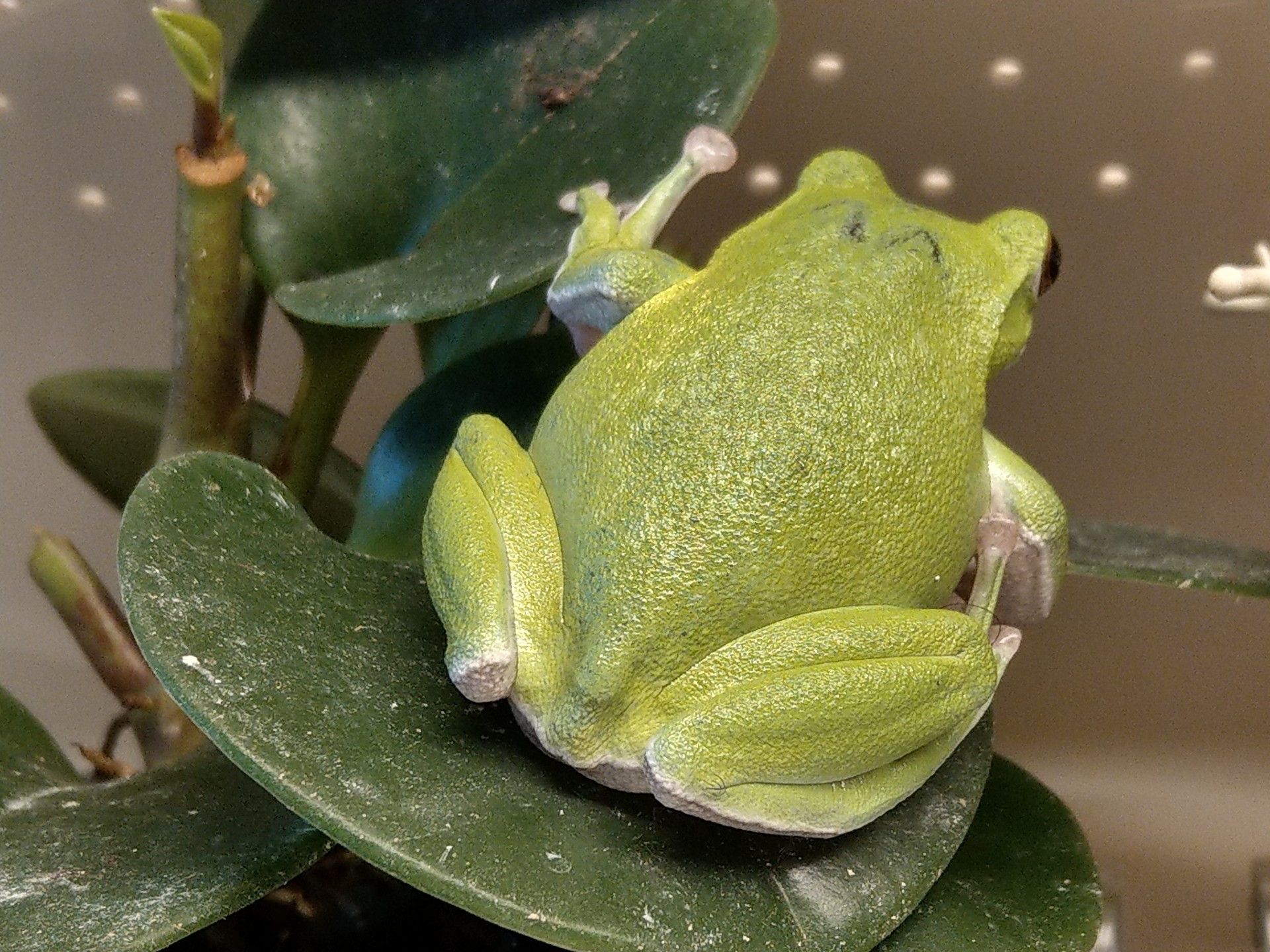 2ページ目の カエル そらまめな日常 楽天ブログ