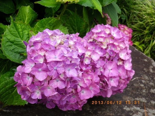 IMGP0882 (640x480).jpg
