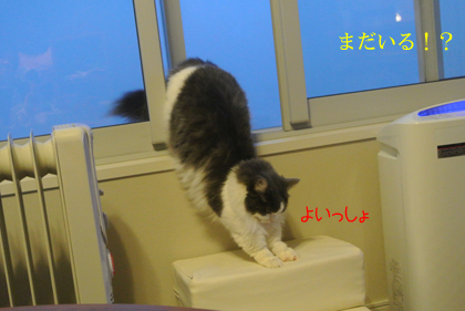 mumu2.jpg
