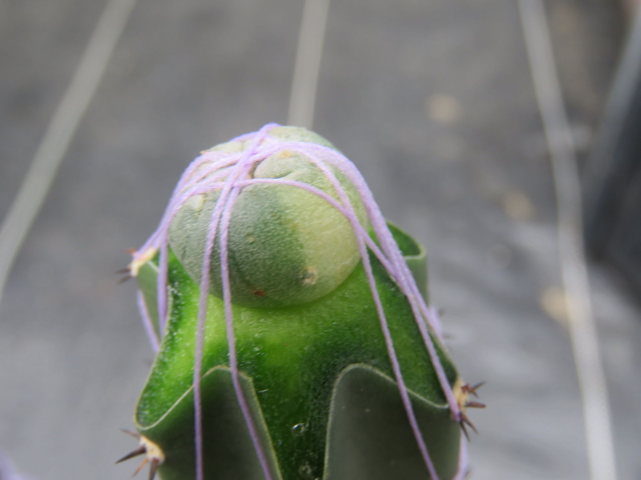 烏羽玉錦さん台木が腐る びびるタニサボ達 楽天ブログ