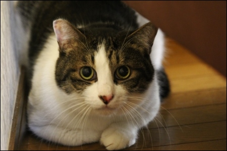 東京旅行-134 慎之介くん 13.10.6