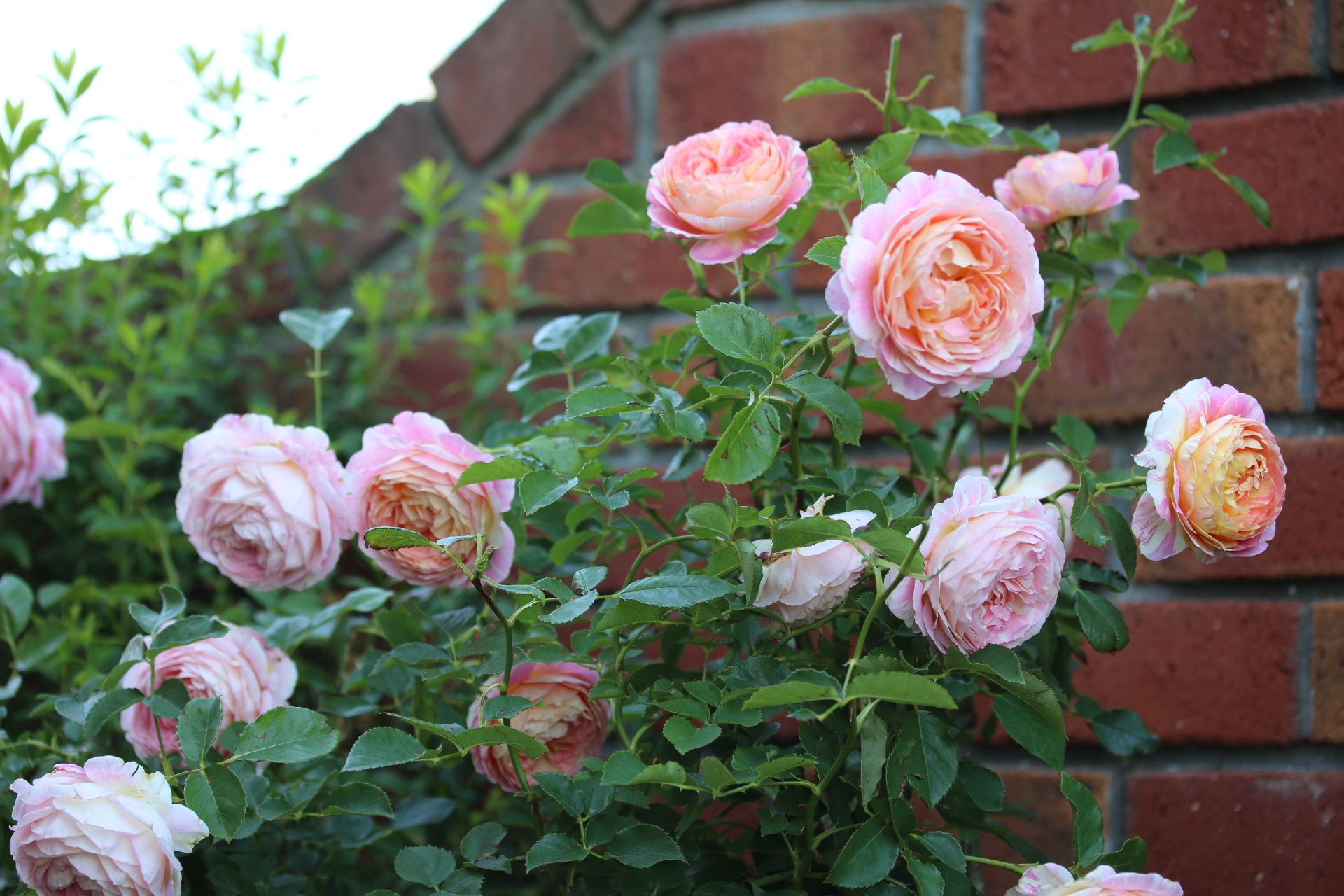 もうすぐ桜 庭の花とクリロとバラ クロード モネとニューウェーブ Searching My Garden 楽天ブログ