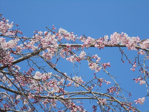 DSC01254.JPG