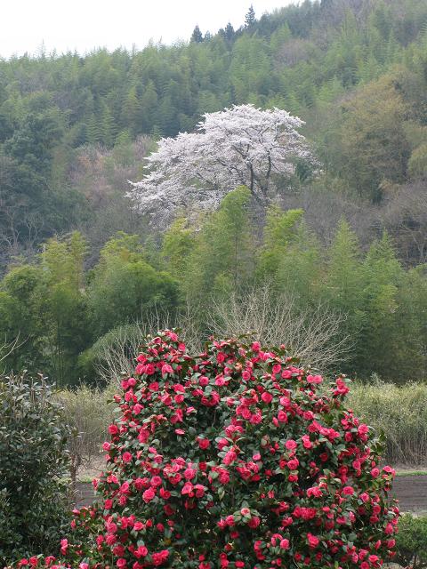 4月17日の庭 借景 1