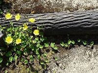 誕生花のないジシバリ 地縛り の花言葉 人知れぬ努力 地を這って広がる茎で大地を 束縛 する黄色い花 弥生おばさんのガーデニングノート 花と緑の365日 楽天ブログ