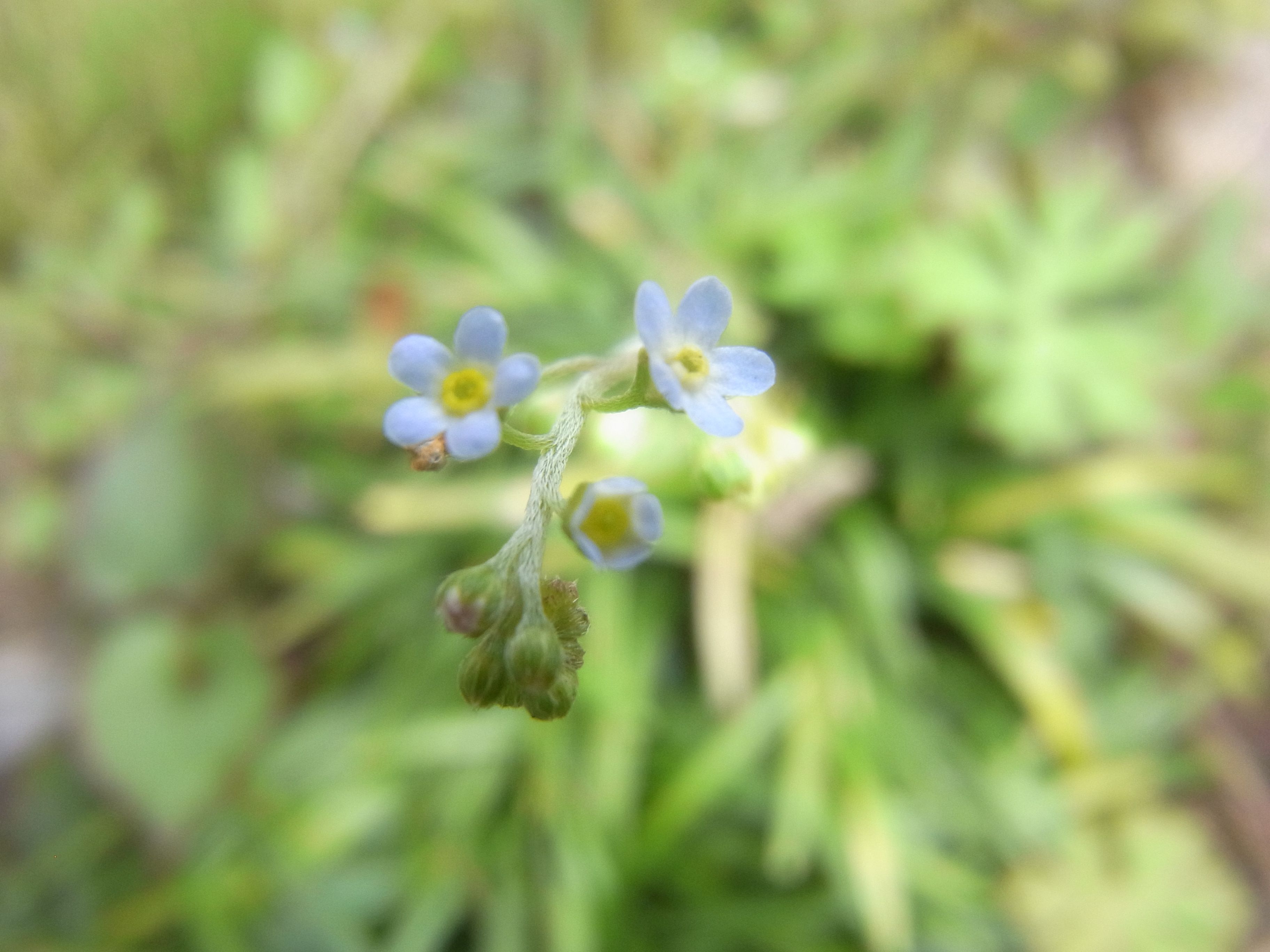 庭の雑草を食べてみる きゅうり草って ぽぽにゃん日記 楽天ブログ