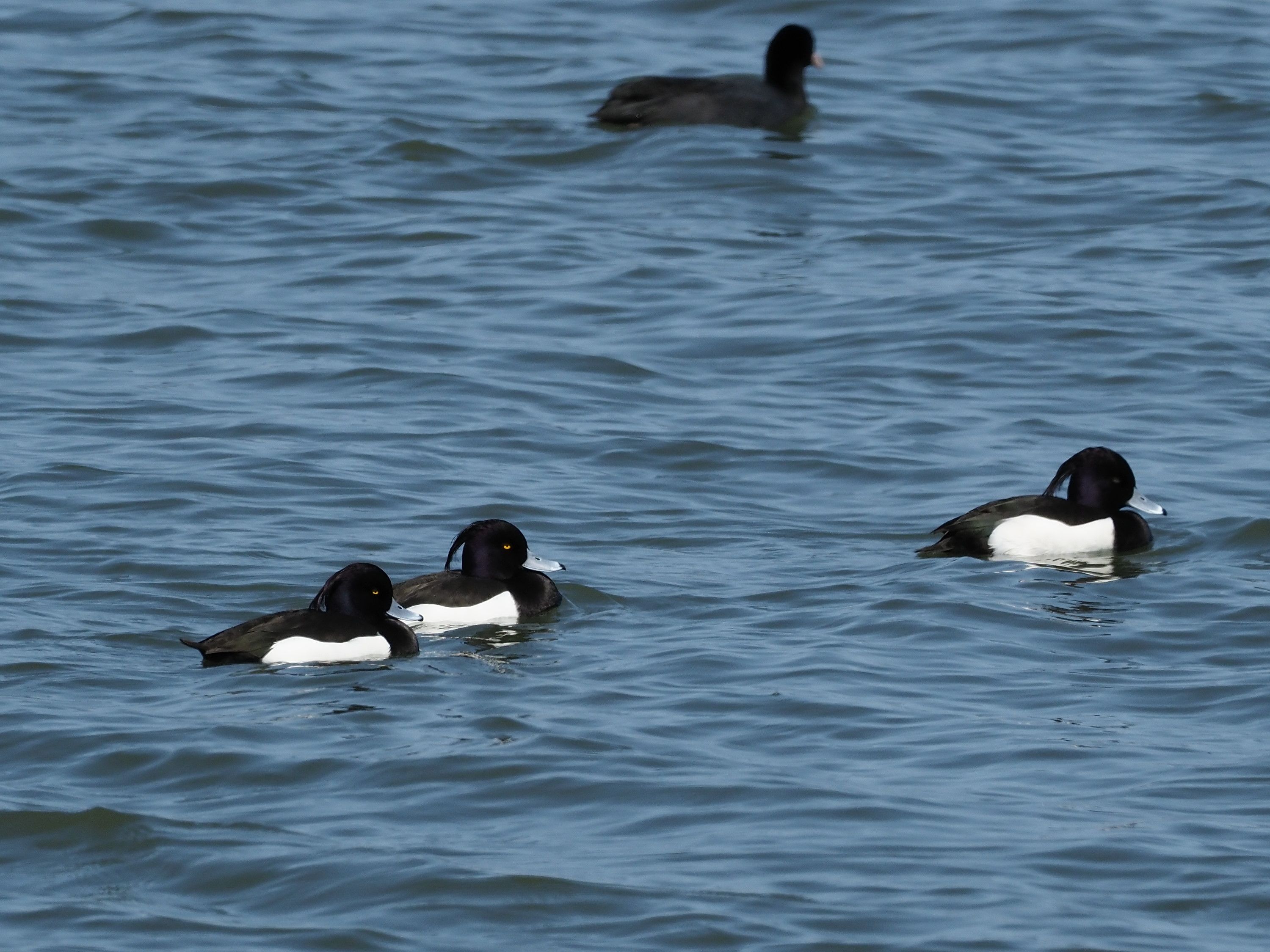 琵琶湖草津下物の水鳥達 | 花鳥風枝 - 楽天ブログ