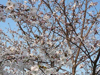 P1280043ss.jpg