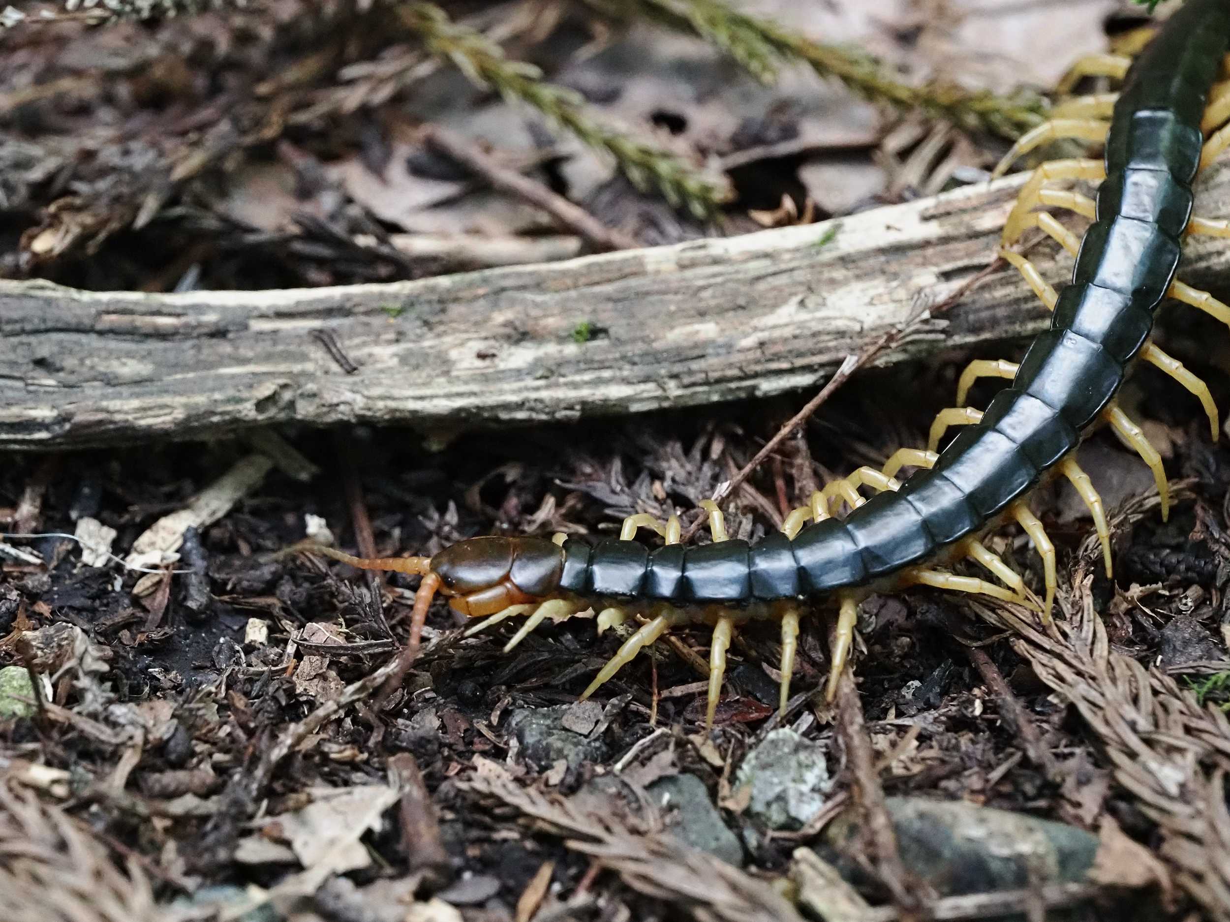 クモ類 多足類 の記事一覧 花鳥風枝 楽天ブログ