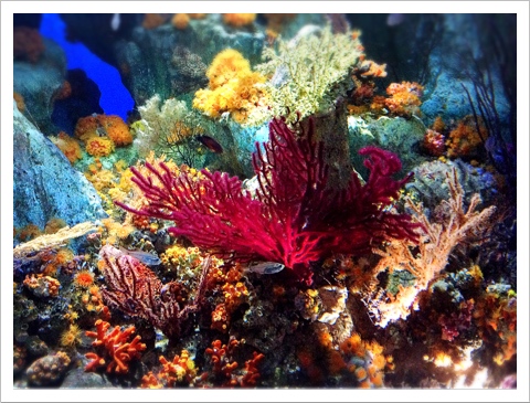 サンシャイン水族館