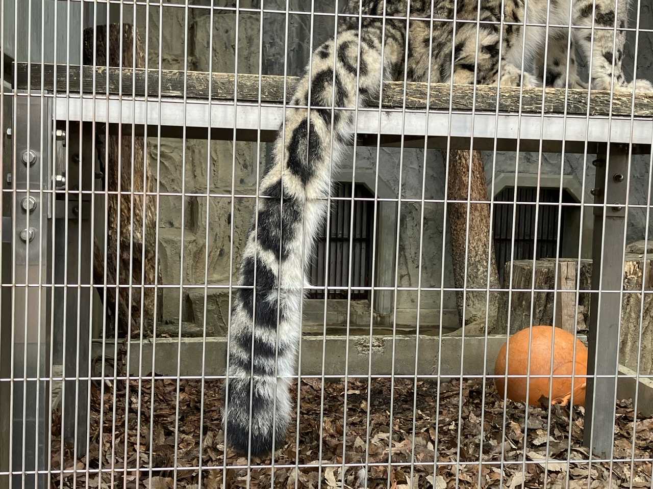 ハンドメイド動物しっぽ　アニマルテール 130cm ユキヒョウ　雪豹 Snow leopard fursuit - Etsy 日本