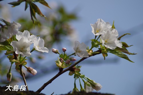 大島桜