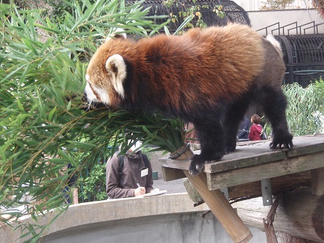 食事をしているレッサーパンダ