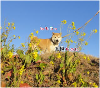 0126菜の花1.jpg