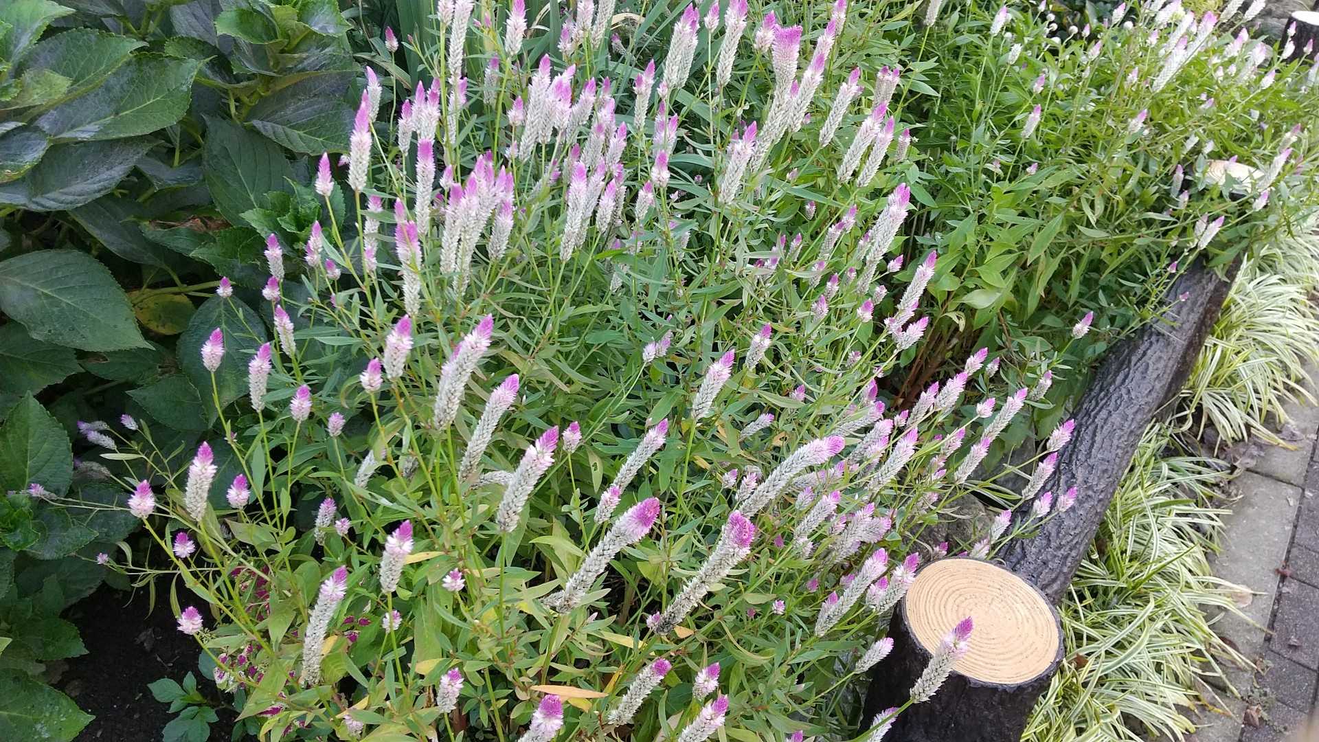 10 4 月 公園の花壇には秋のお花がたくさんです ようこそ 楽天ブログ